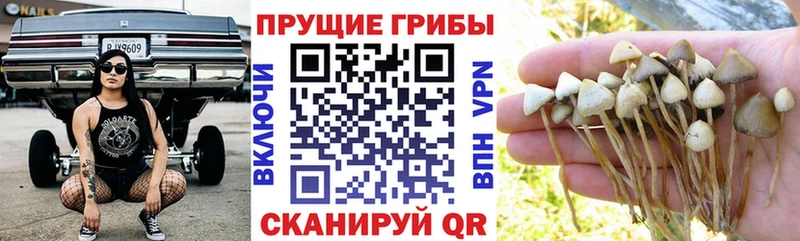 купить наркотики сайты  Назрань  Псилоцибиновые грибы мицелий 